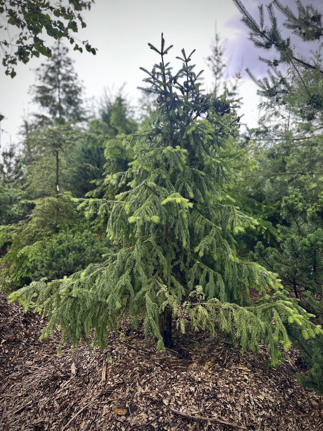 Ель сербская (Picea omorika)