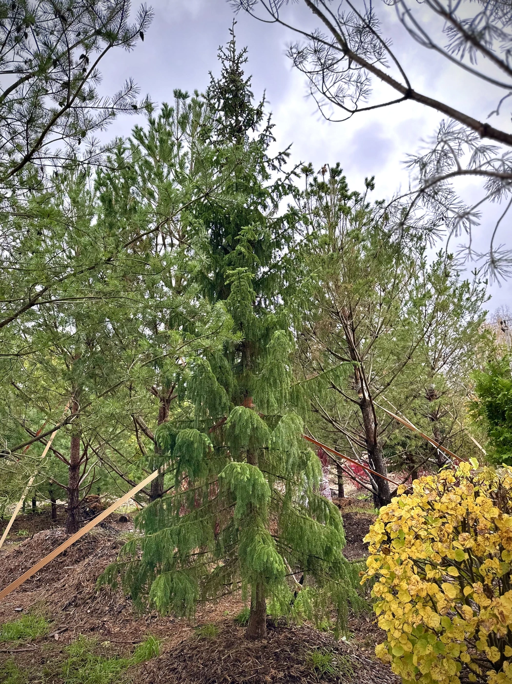 Ель сербская (Picea omorika)
