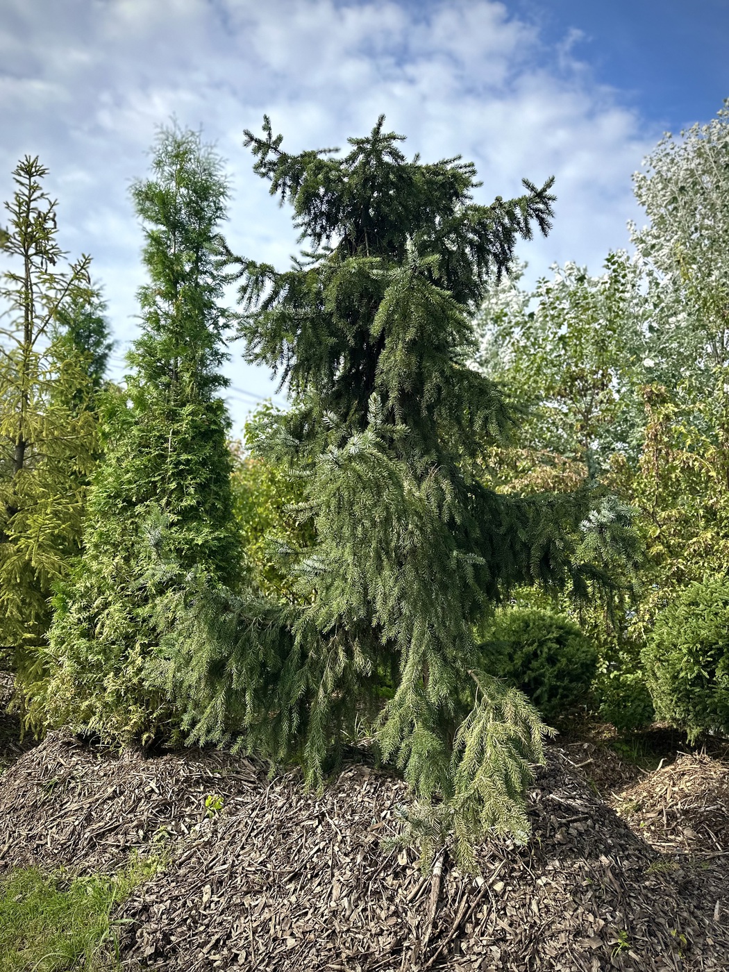 Ель сербская (Picea omorika)