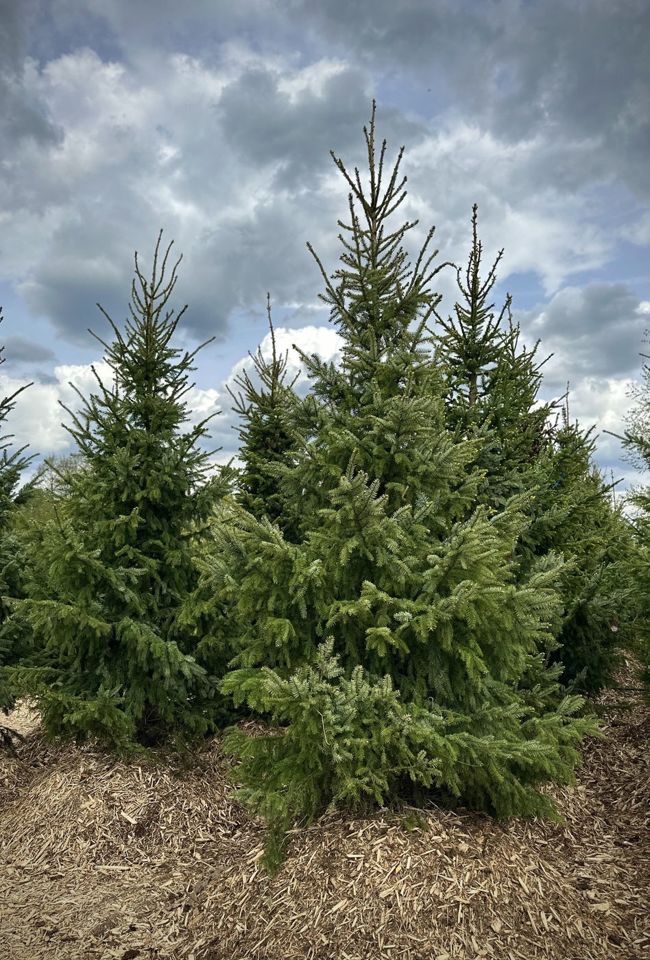Ель сербская (Picea omorika)