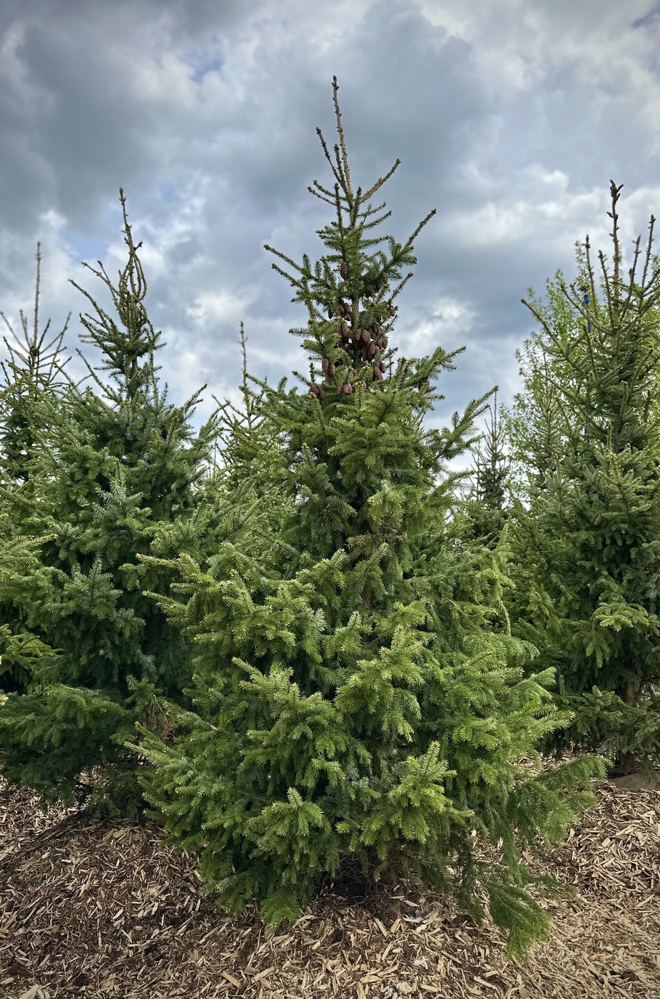 Ель сербская (Picea omorika)