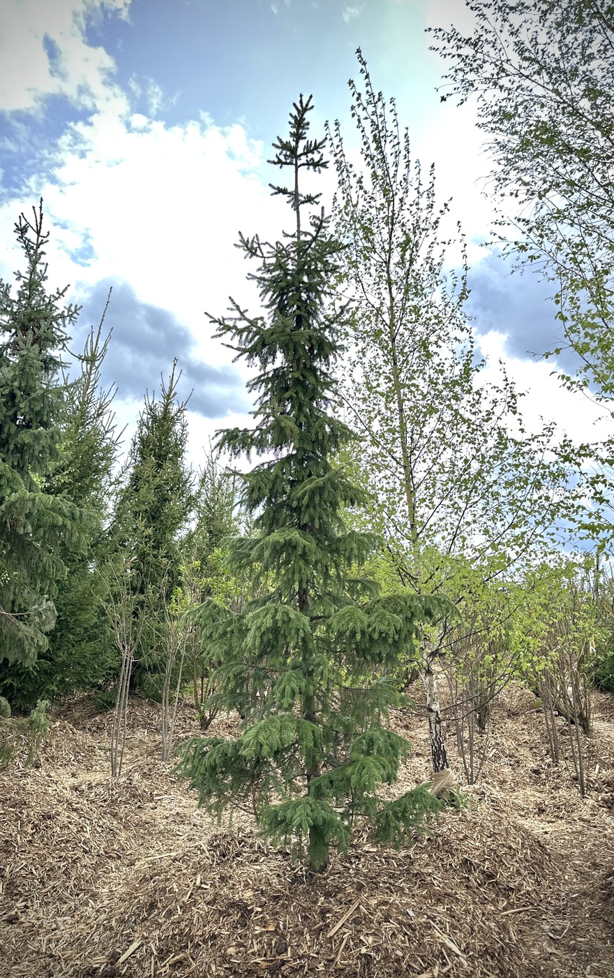 Ель сербская (Picea omorika)