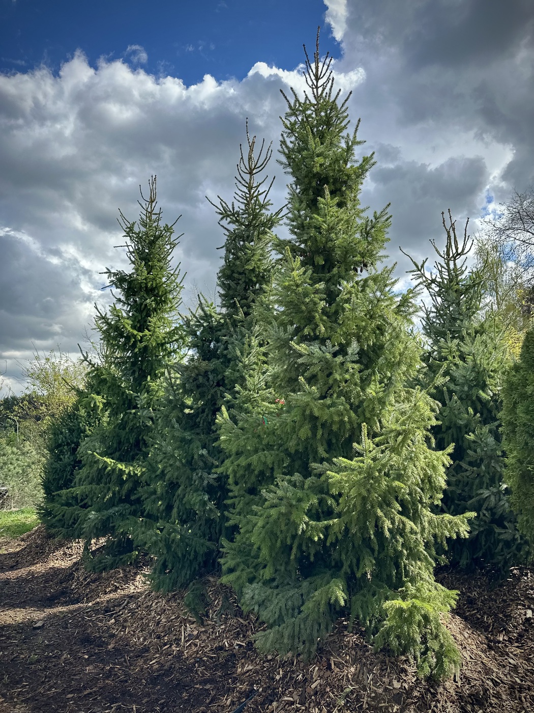 Ель сербская (Picea omorika)