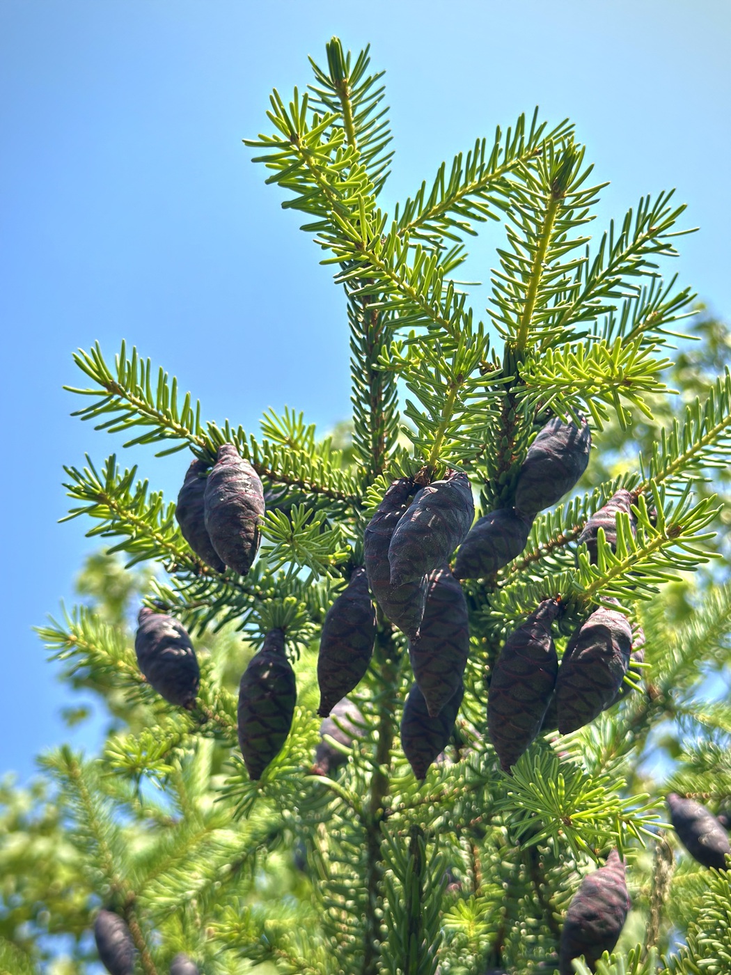 Ель сербская (Picea omorika) — изображение 3