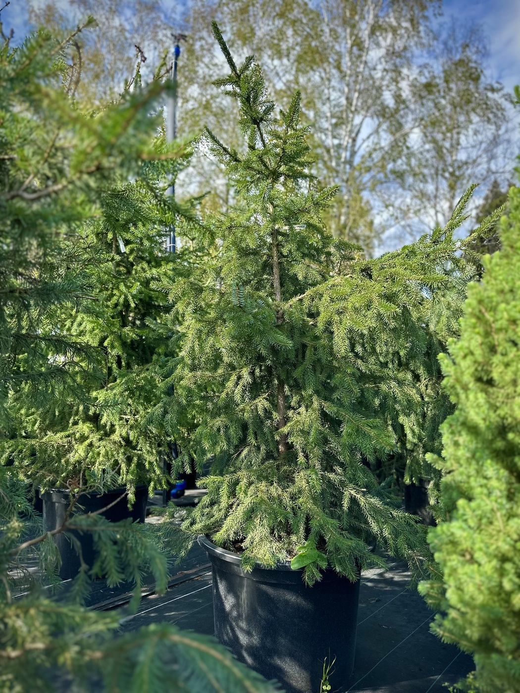 Ель сербская (Picea omorika)