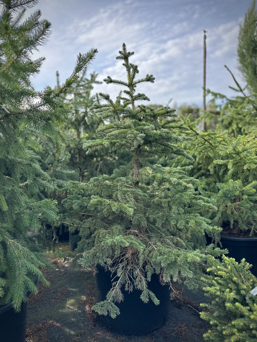 Ель сербская (Picea omorika)