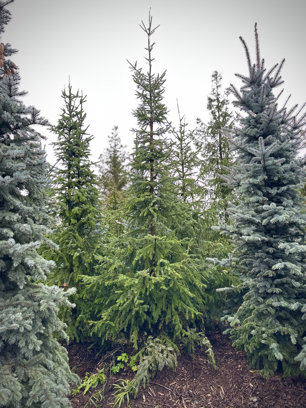 Ель сербская (Picea omorika)