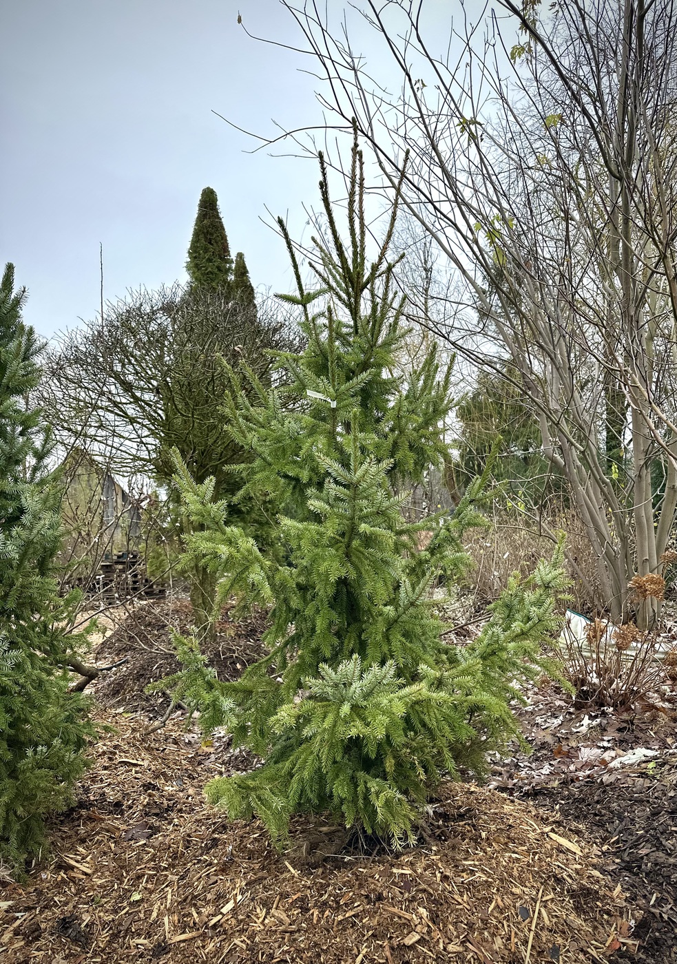 Ель сербская (Picea omorika)
