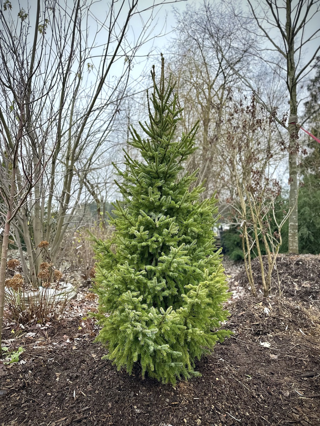 Ель сербская (Picea omorika)