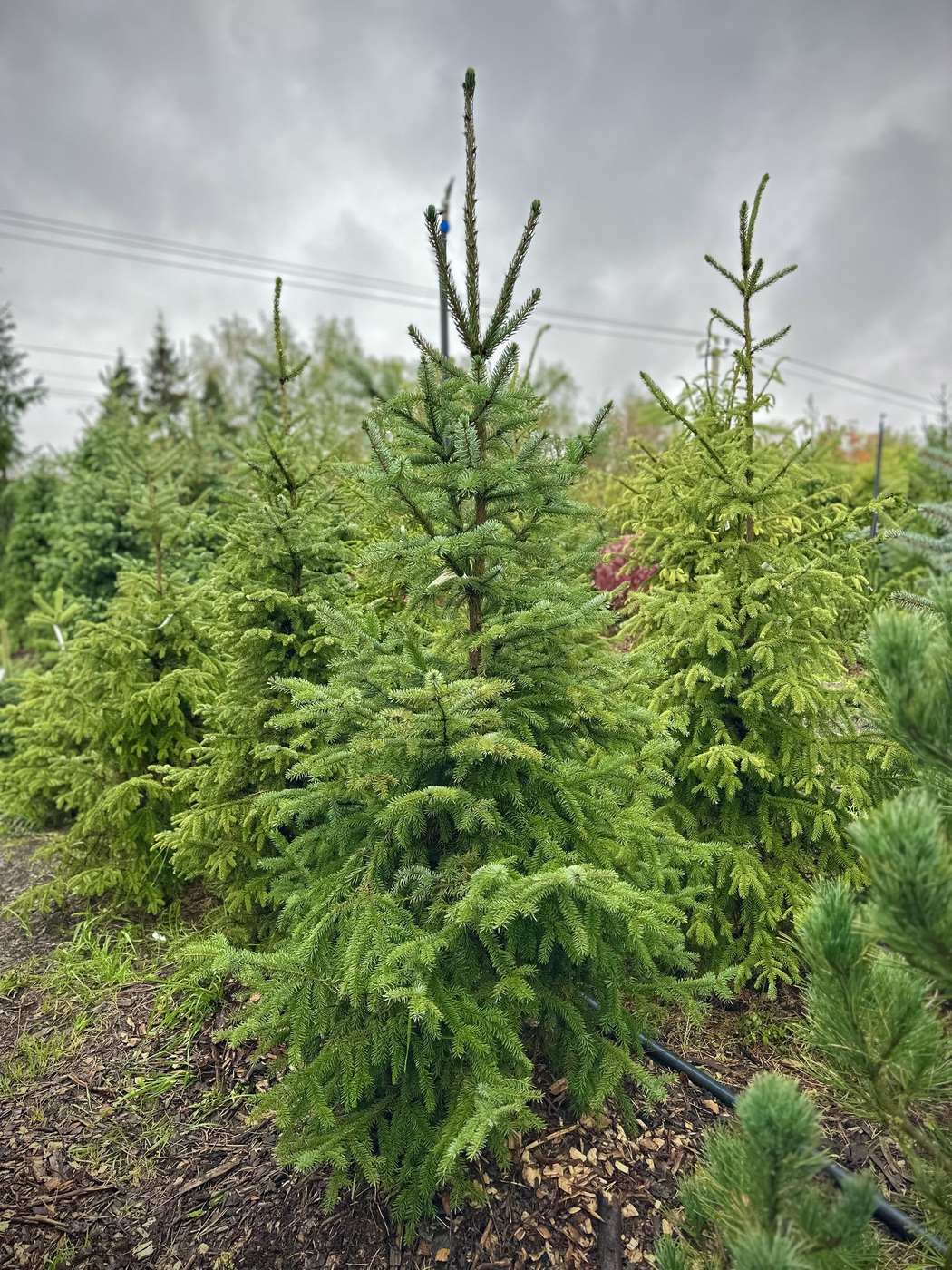 Ель сербская (Picea omorika)