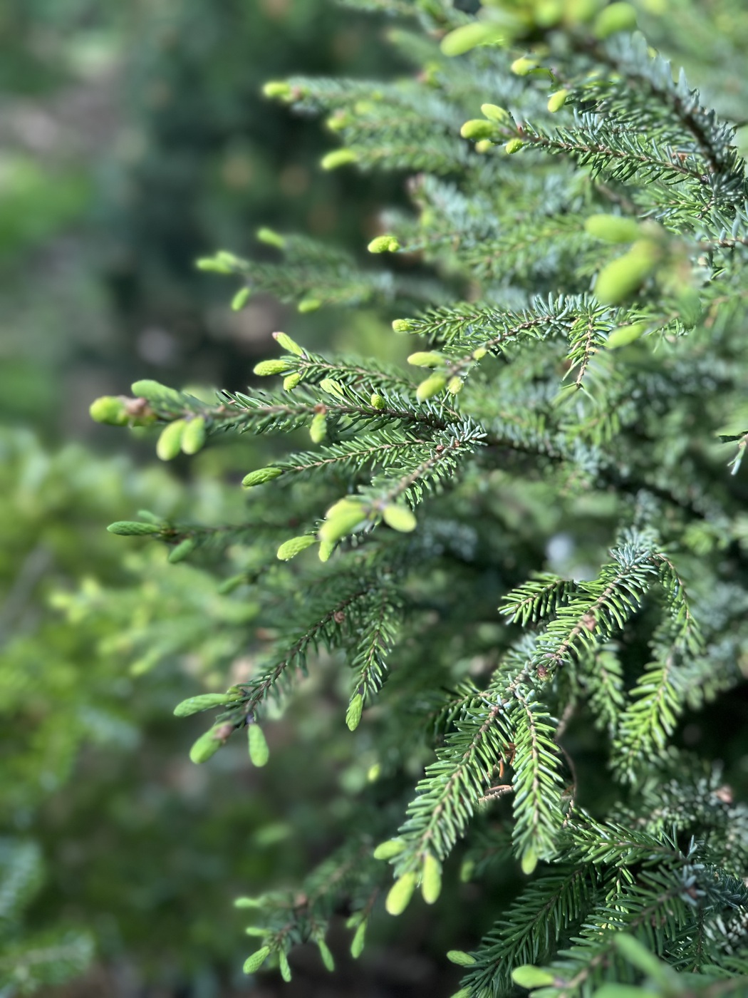 Ель сербская (Picea omorika) — изображение 2