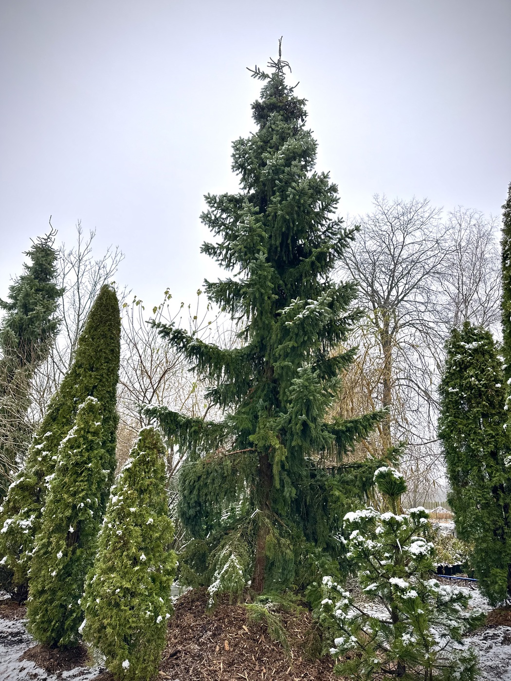 Ель сербская (Picea omorika)