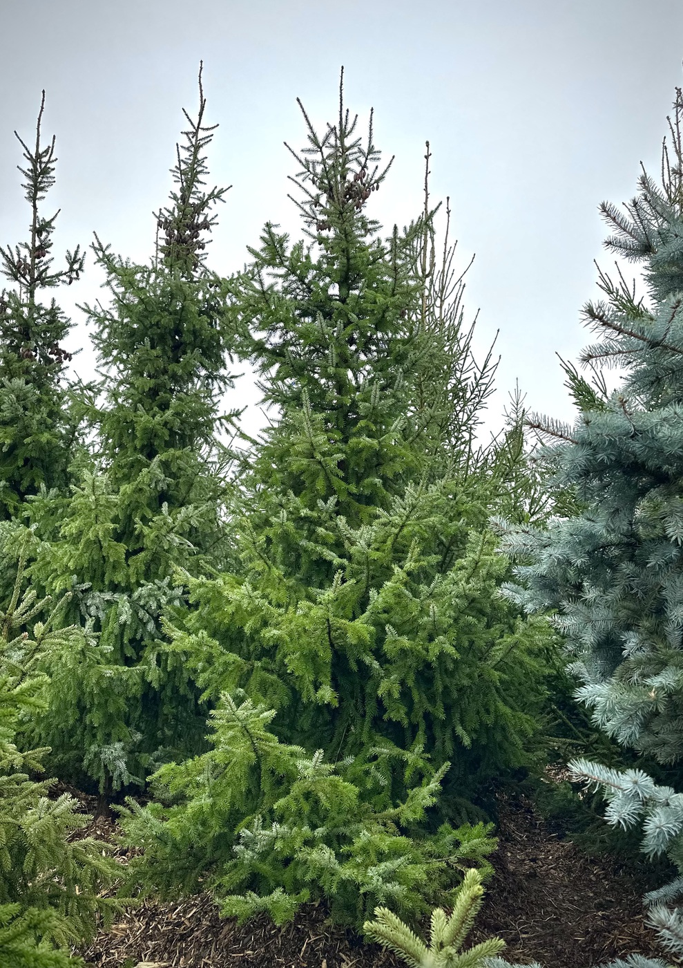 Ель сербская (Picea omorika)