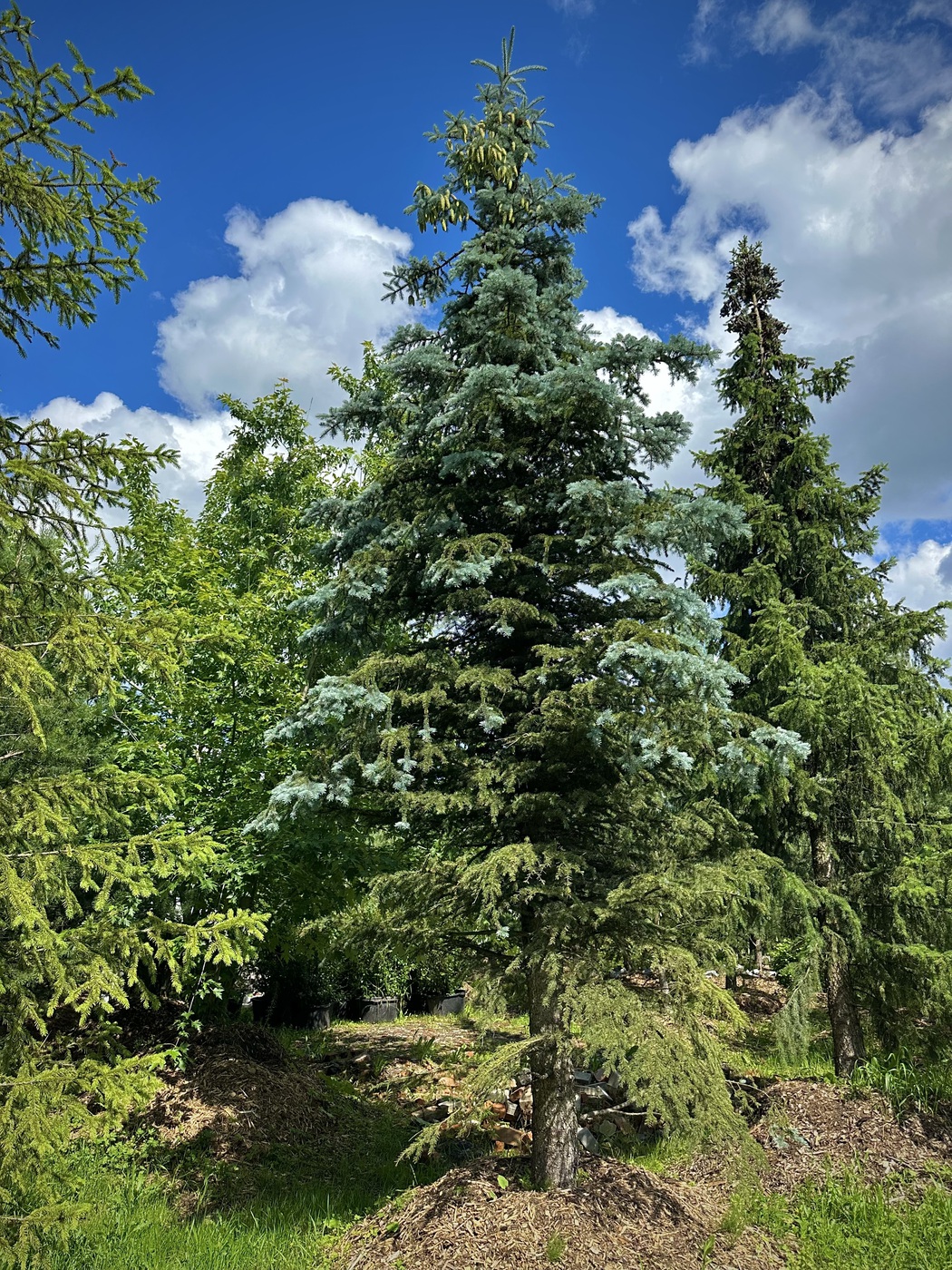 Ель колючая (Picea pungens)