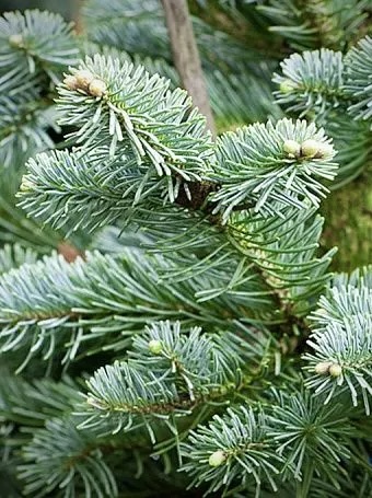 Ель колючая Блю Маунтин (Blue Mountain)