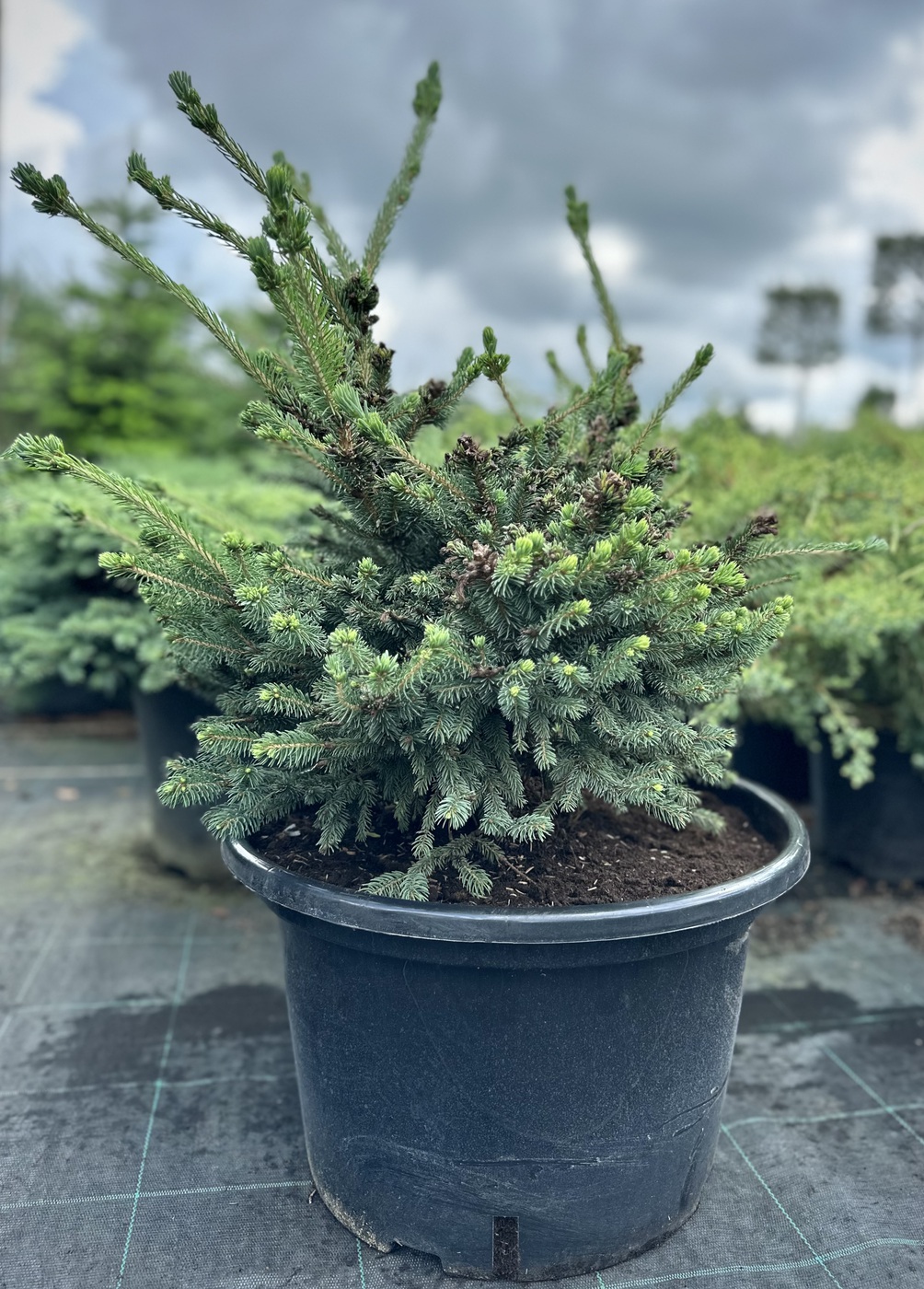 Ель колючая Блю Глоб (Blue Globe)