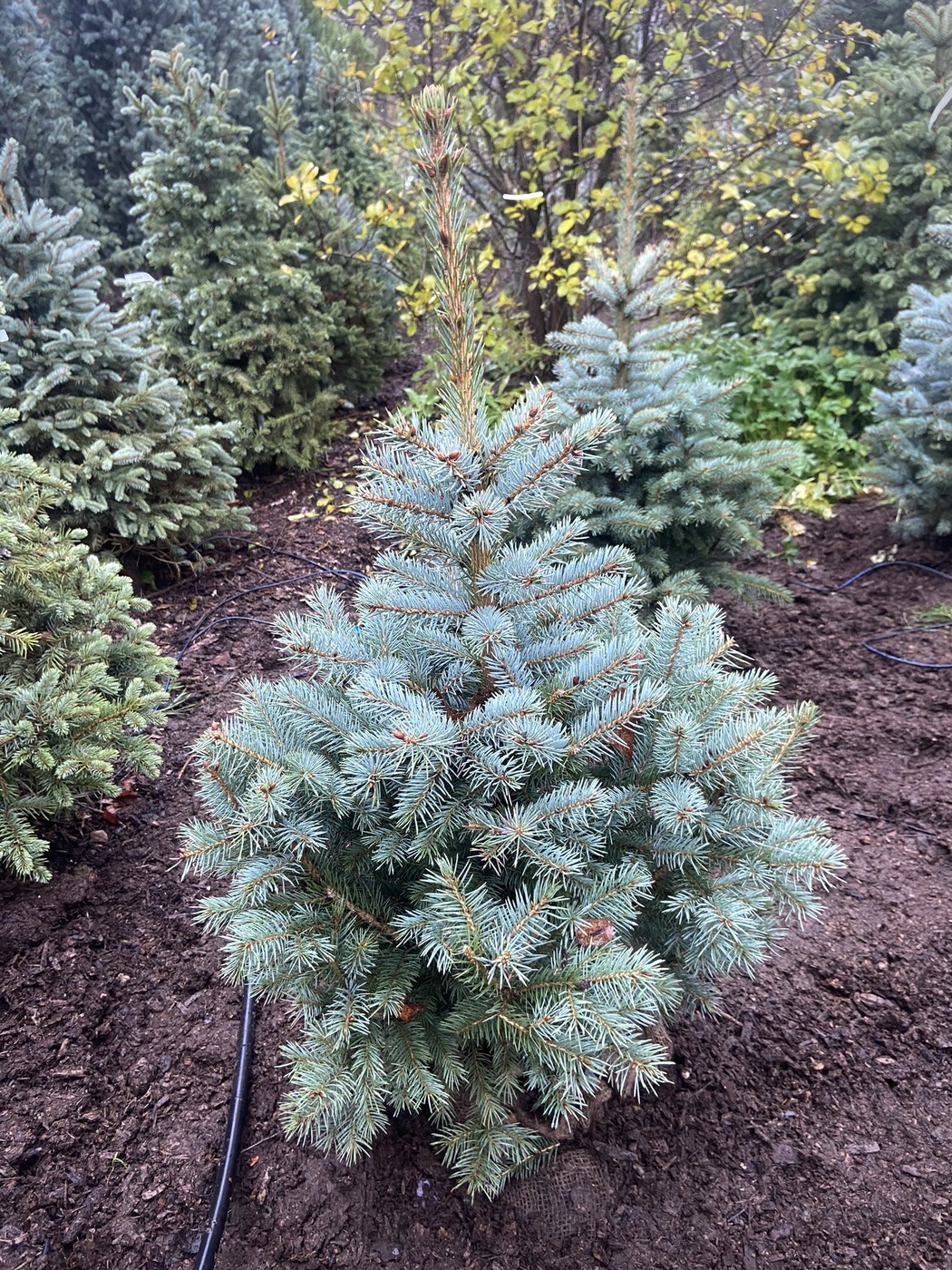 Ель колючая (Picea pungens) (голубая)