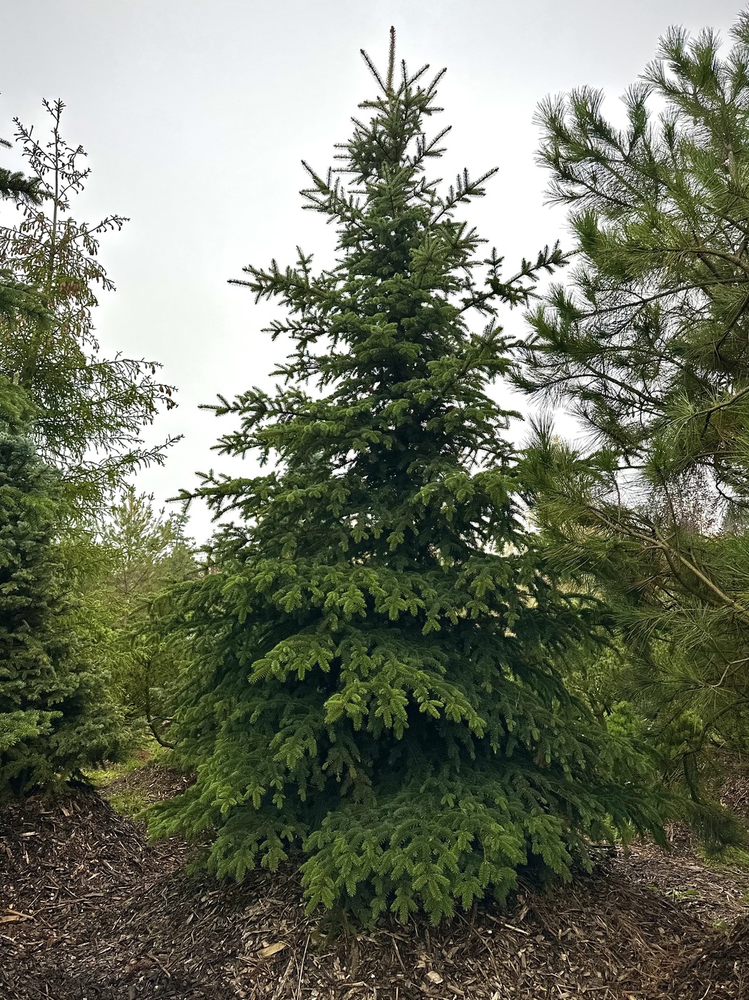 Ель колючая (Picea pungens) (зеленая)