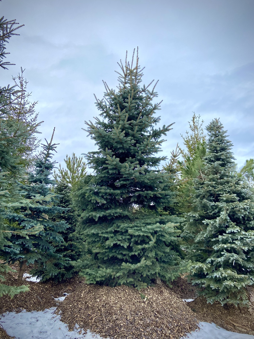 Ель колючая (Picea pungens) (голубая)