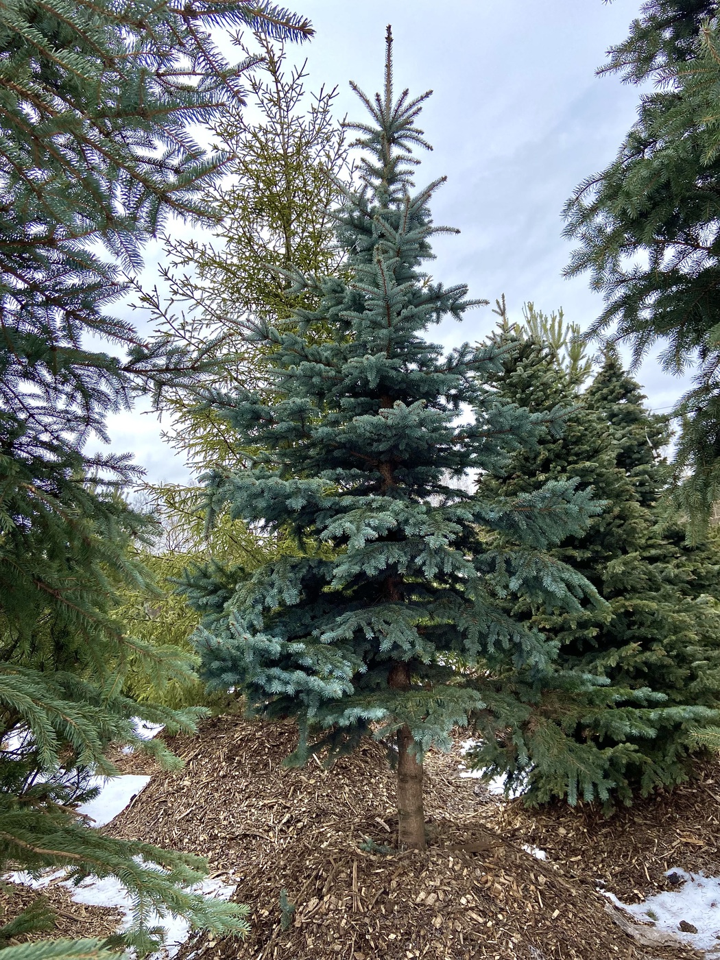 Ель колючая (Picea pungens) (голубая)