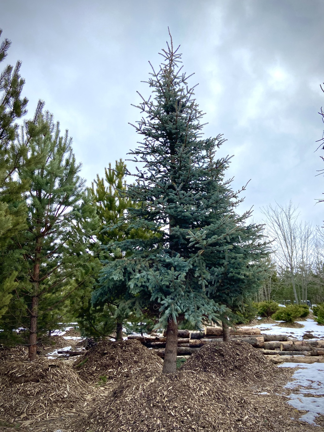 Ель колючая (Picea pungens) (голубая)