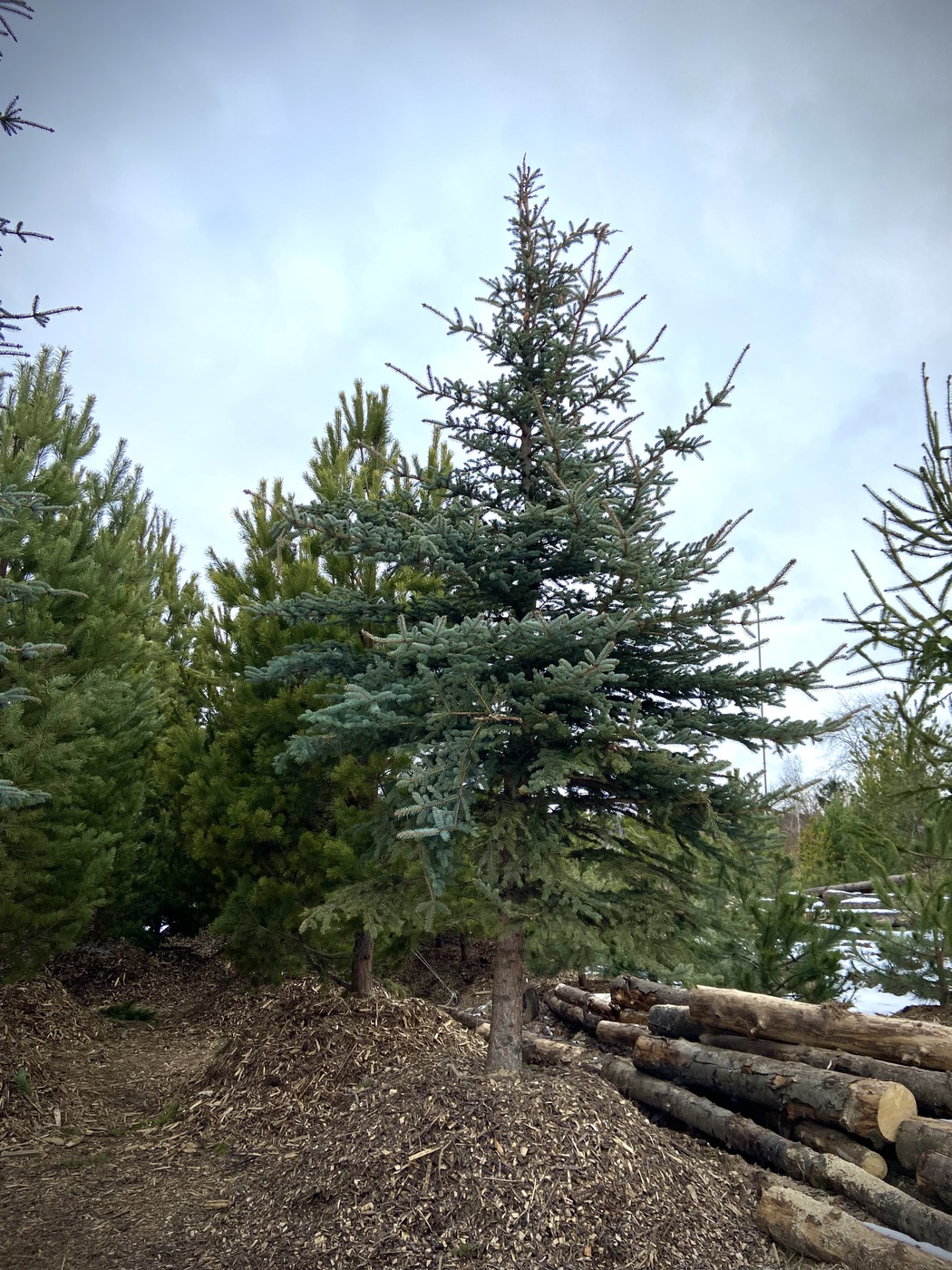 Ель колючая (Picea pungens) (голубая)