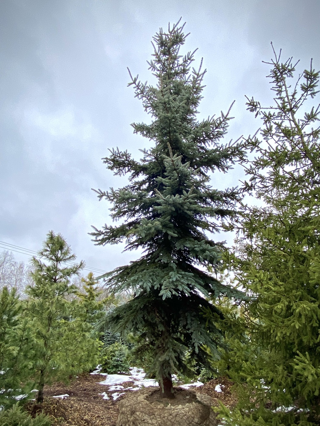 Ель колючая (Picea pungens) (голубая)