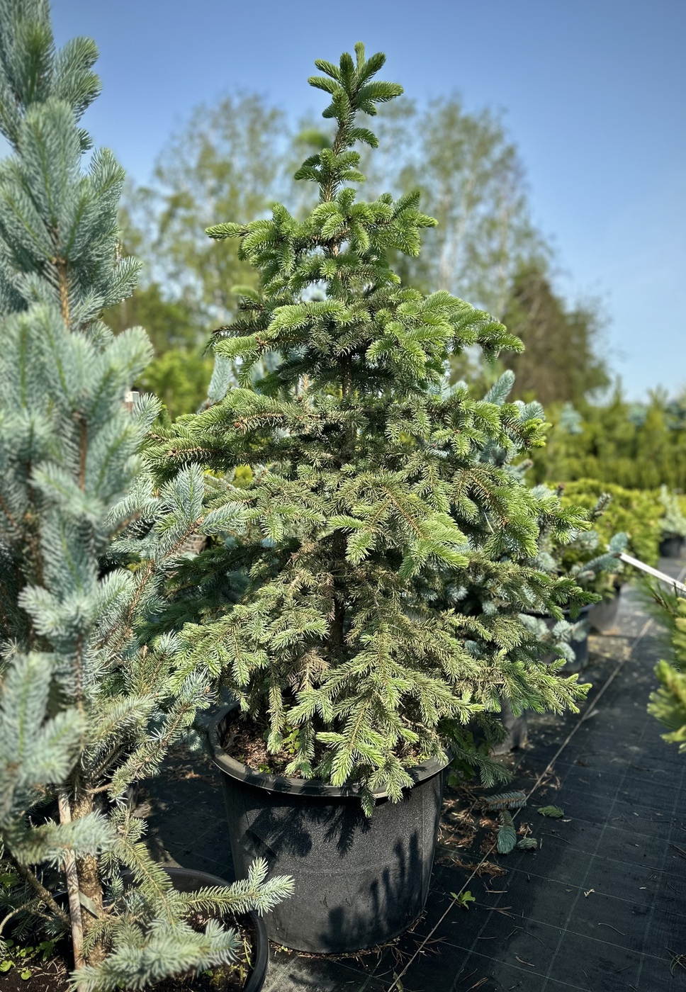 Ель колючая (Picea pungens)