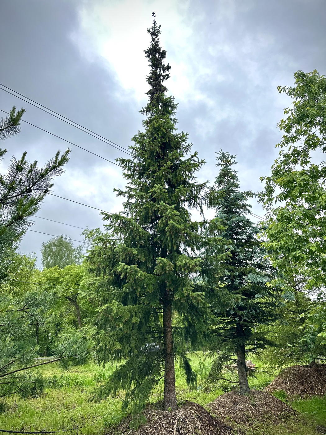 Ель колючая (Picea pungens)