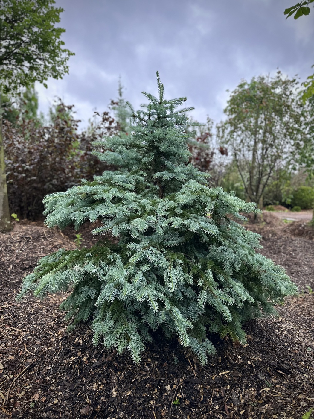 Ель колючая (Picea pungens) (голубая)