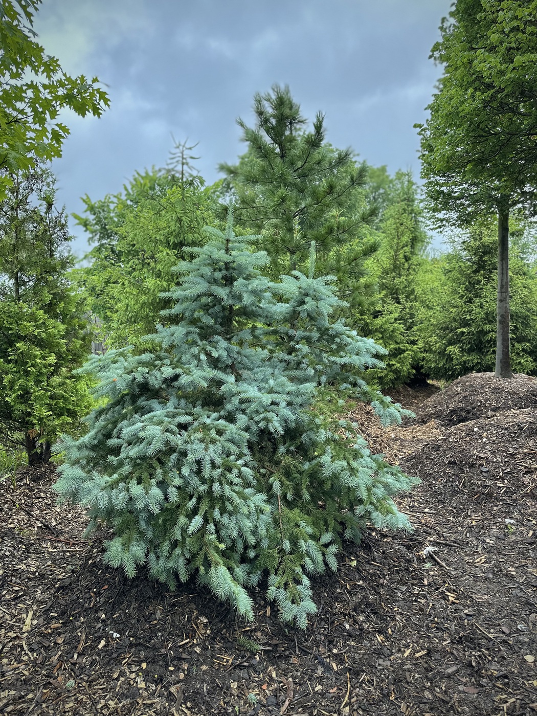 Ель колючая (Picea pungens) (голубая) — изображение 2