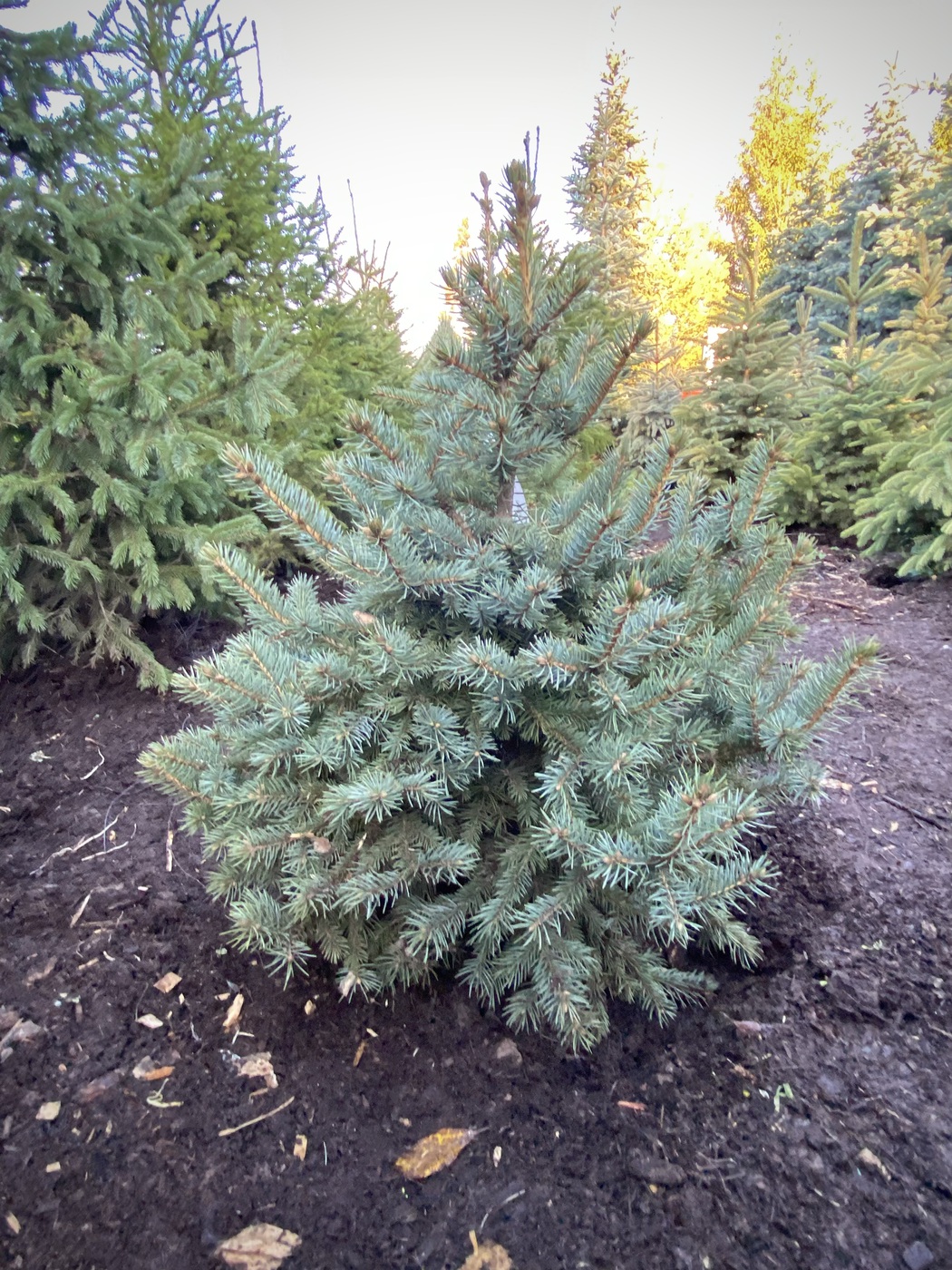 Ель колючая (Picea pungens) (голубая)