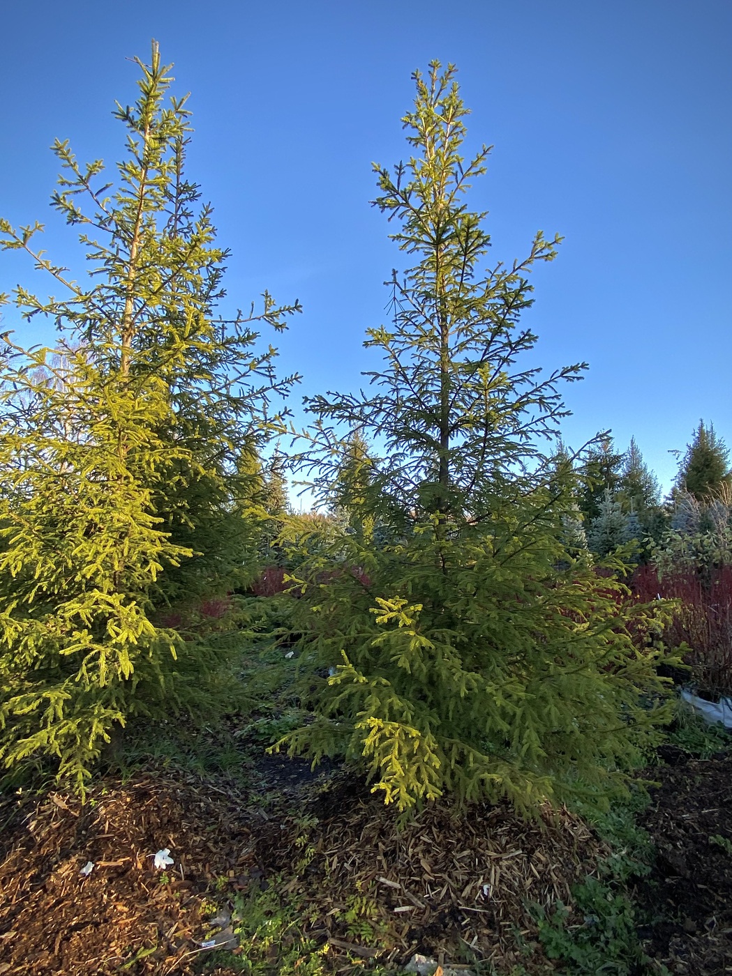 Ель обыкновенная (Picea abies)