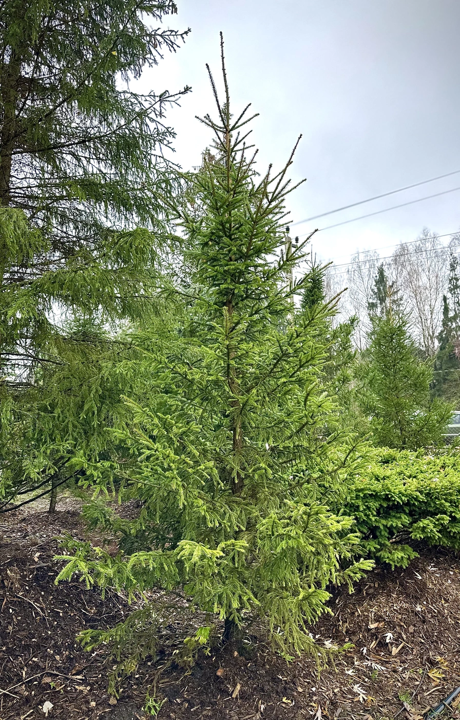 Ель обыкновенная (Picea abies)