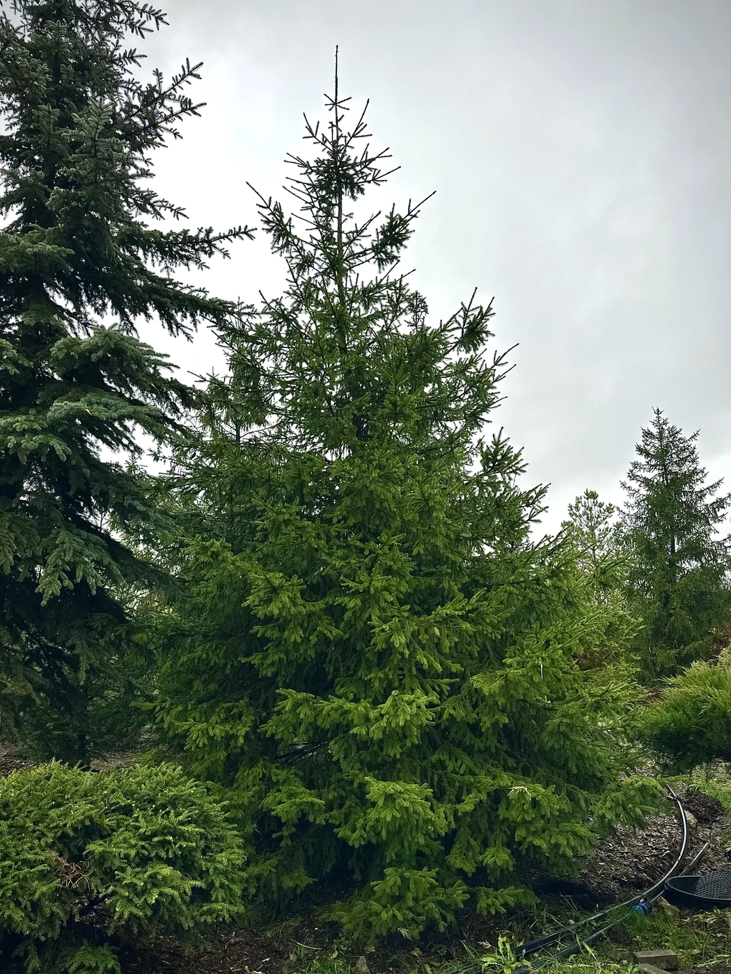 Ель обыкновенная (Picea abies)