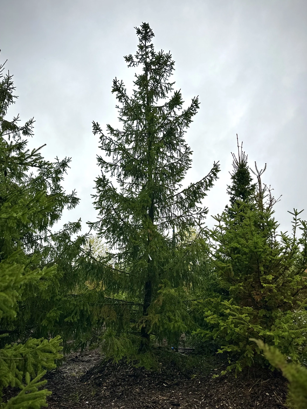 Ель обыкновенная