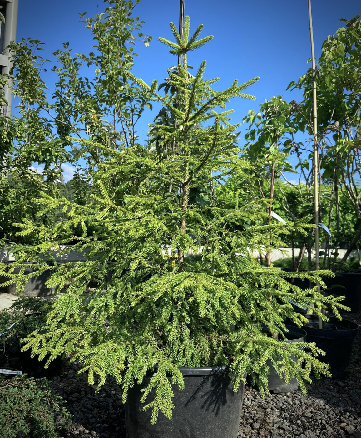 Ель обыкновенная (Picea abies)