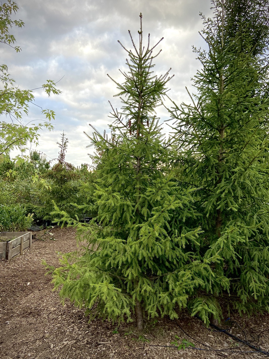 Ель обыкновенная (Picea abies)