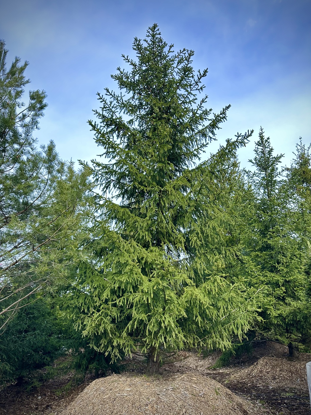 Ель обыкновенная (Picea abies)