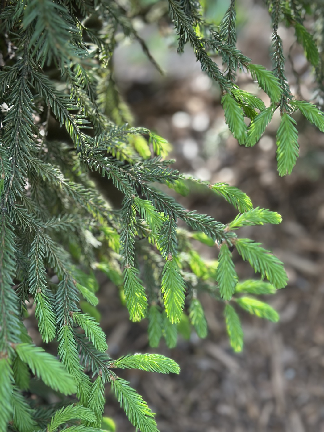 Ель обыкновенная (Picea abies)