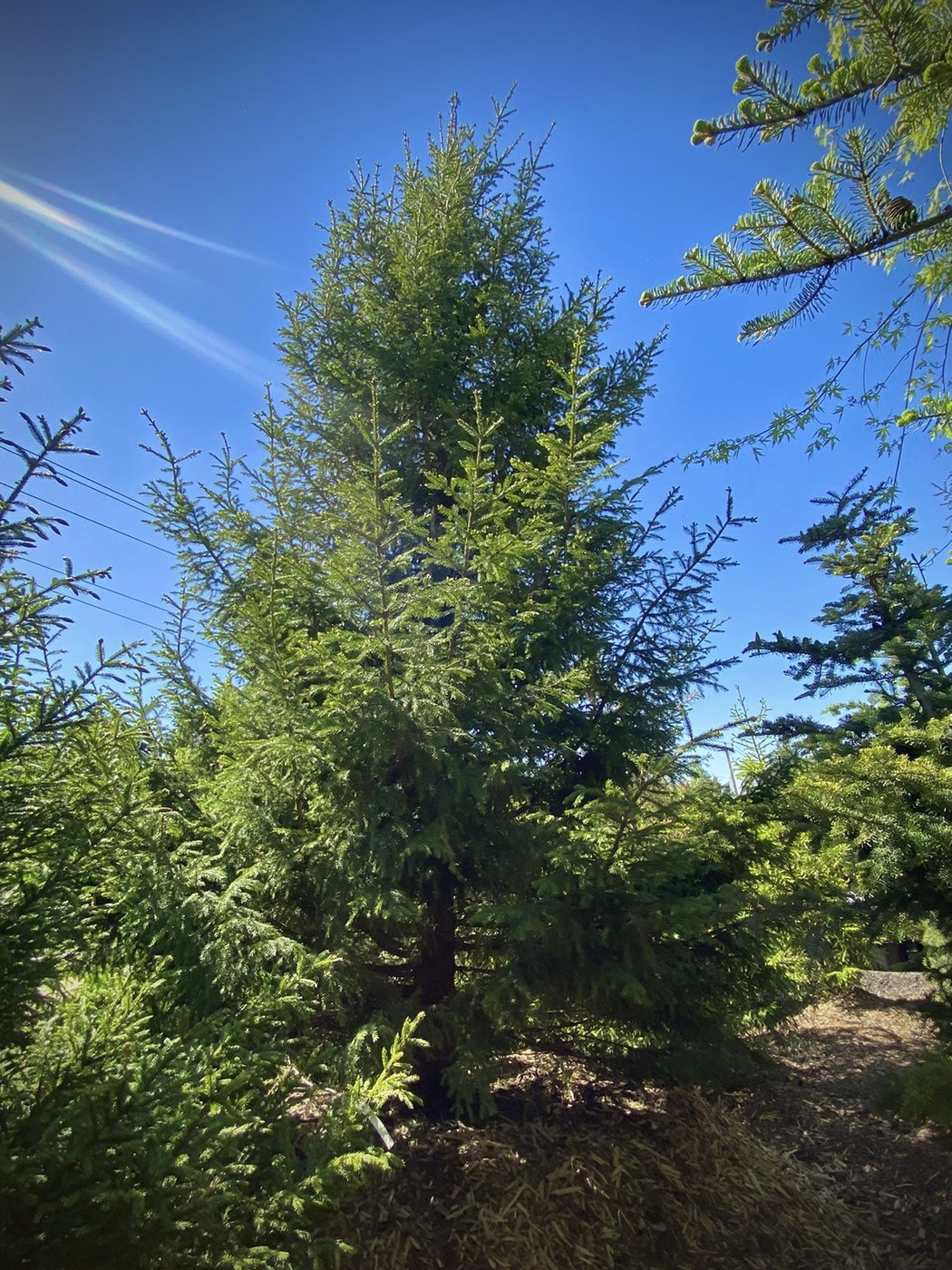 Ель обыкновенная (Picea abies)