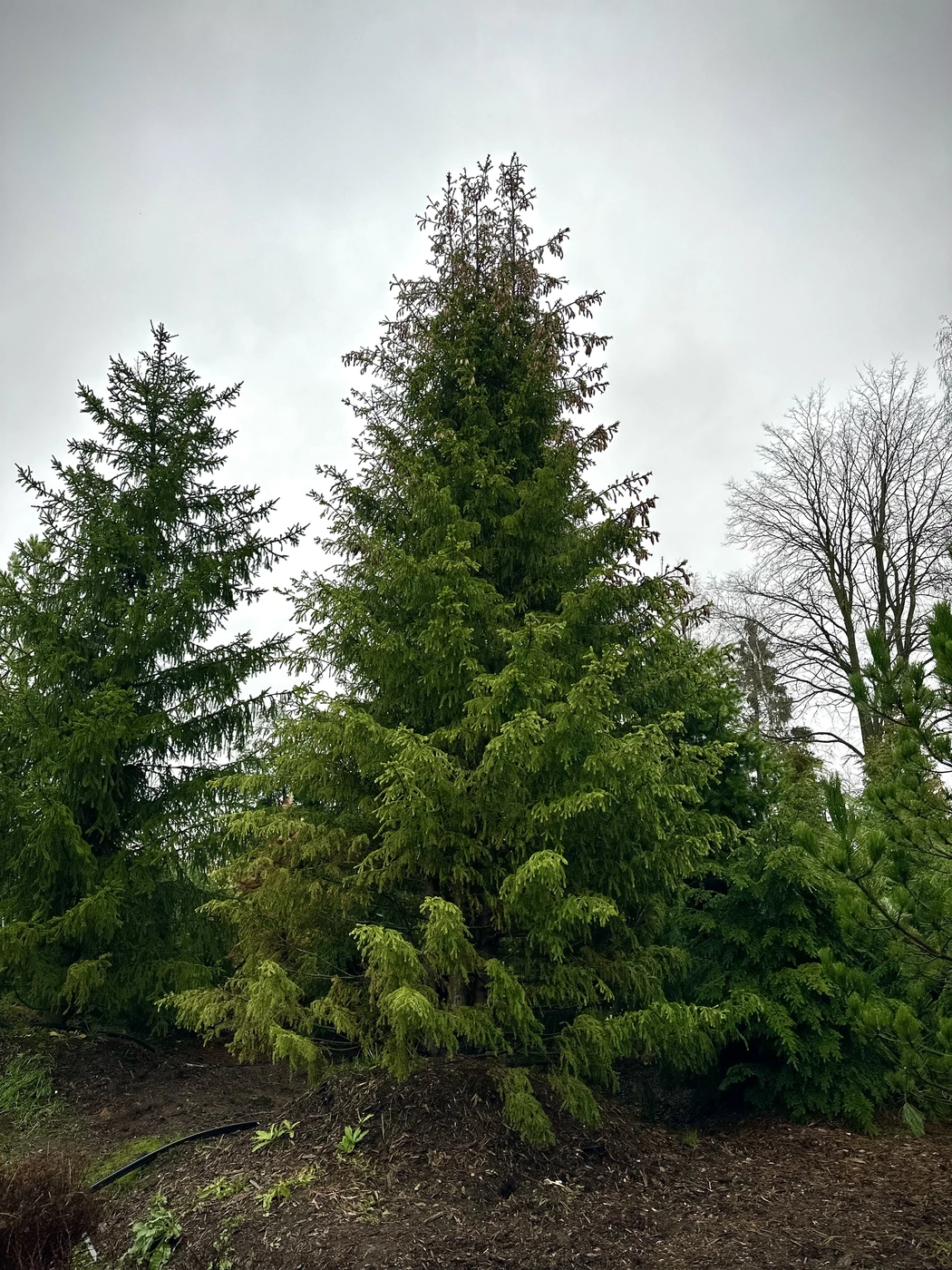 Ель обыкновенная (Picea abies)