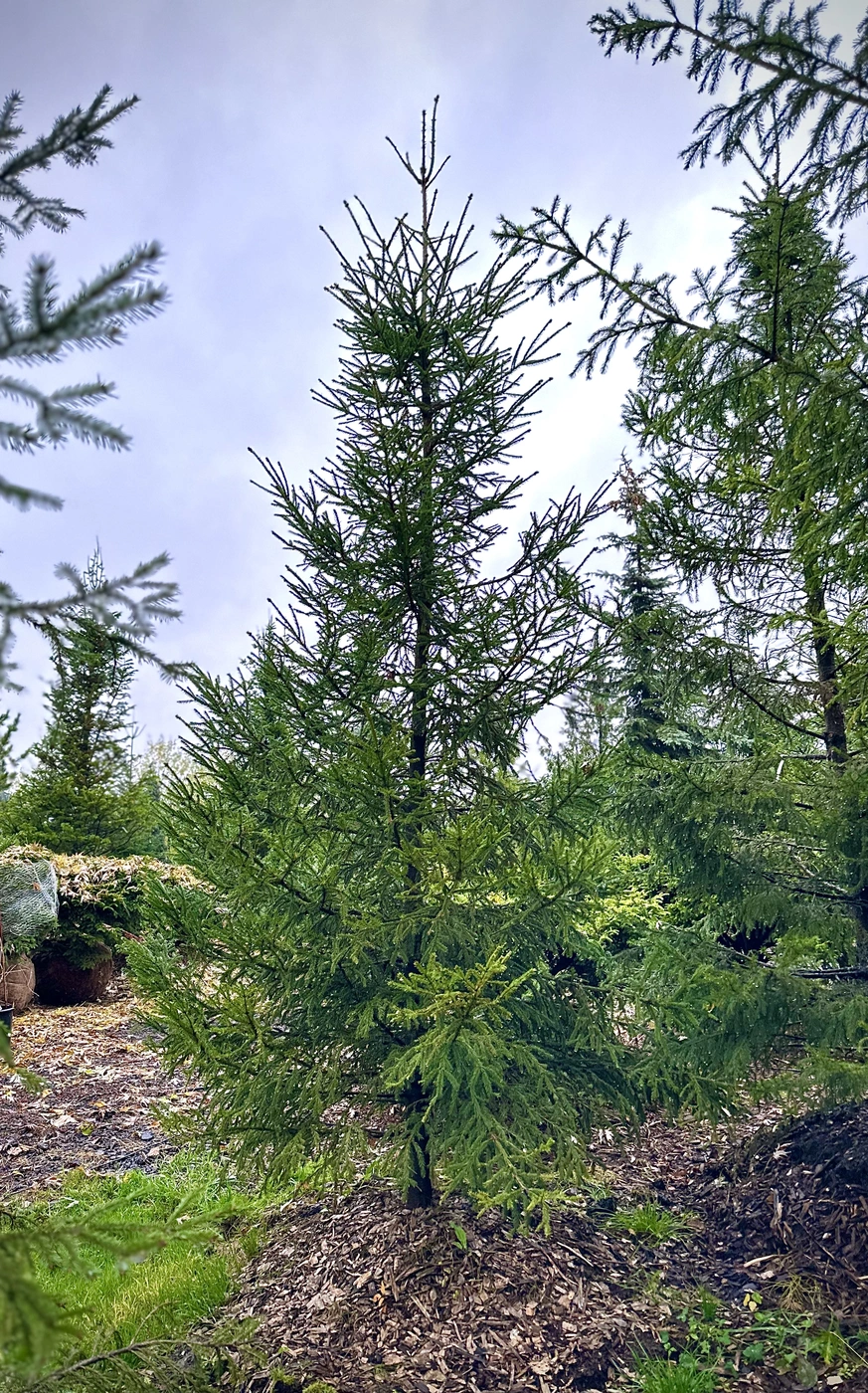Ель обыкновенная (Picea abies)