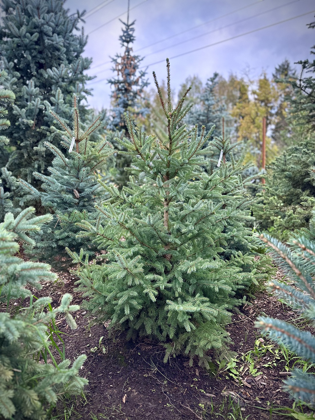 Ель обыкновенная (Picea abies)