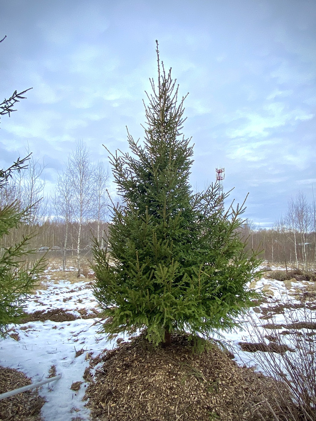Ель обыкновенная (Picea abies)