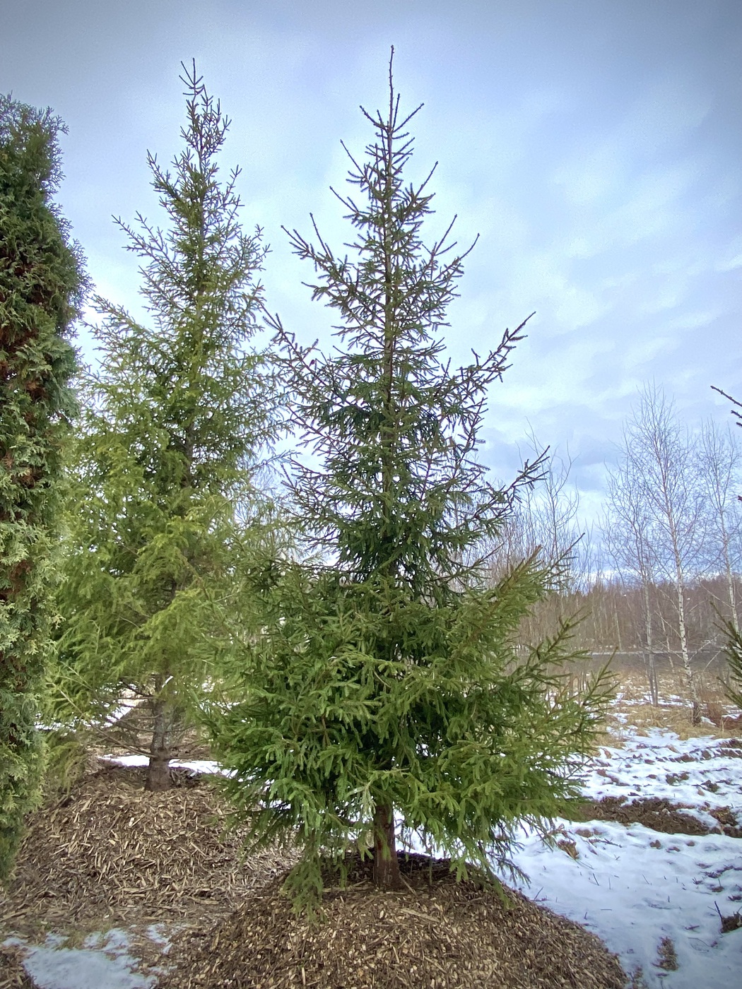 Ель обыкновенная (Picea abies)
