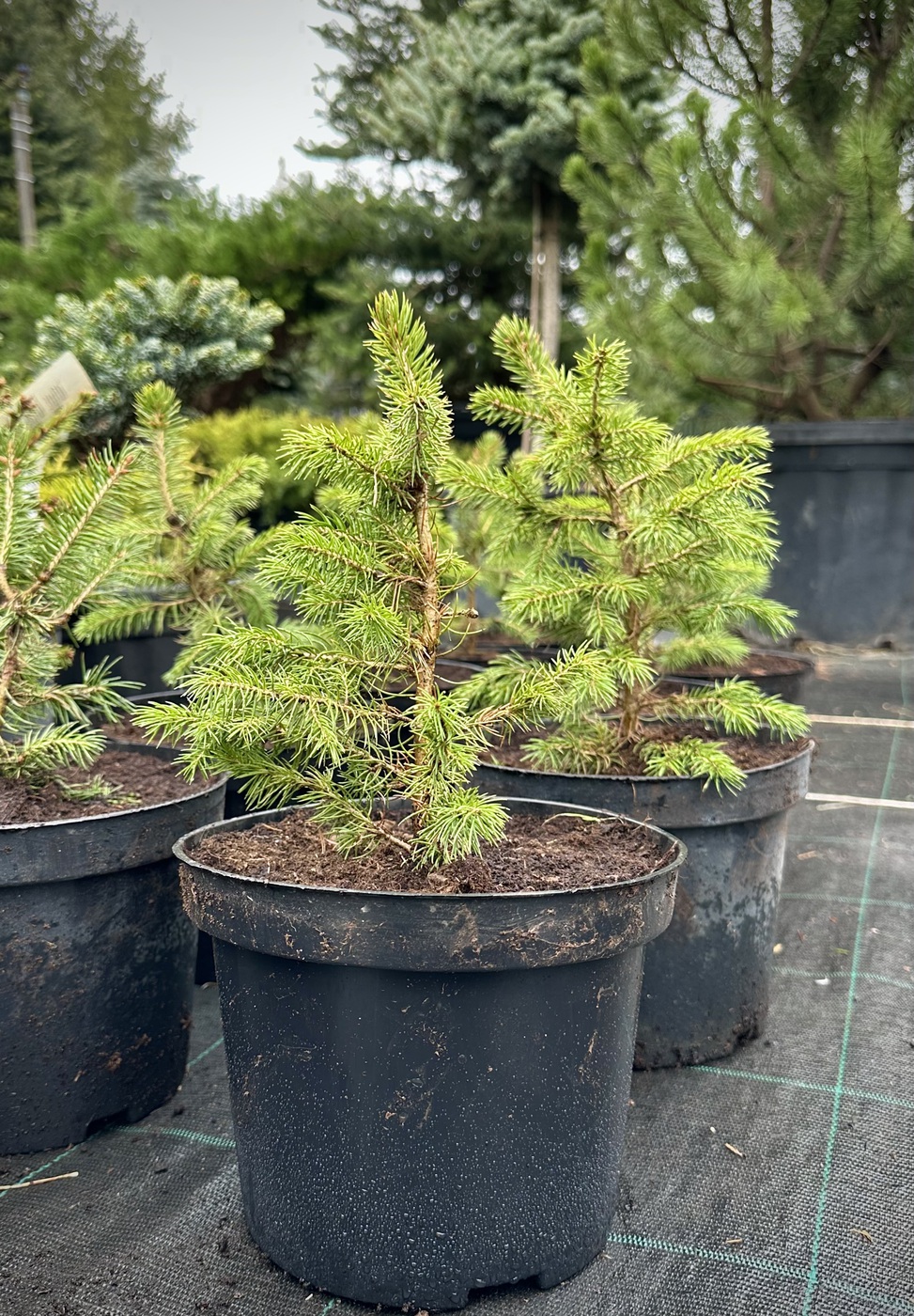 Ель обыкновенная (Picea abies)