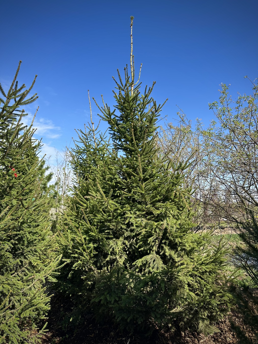 Ель обыкновенная (Picea abies)