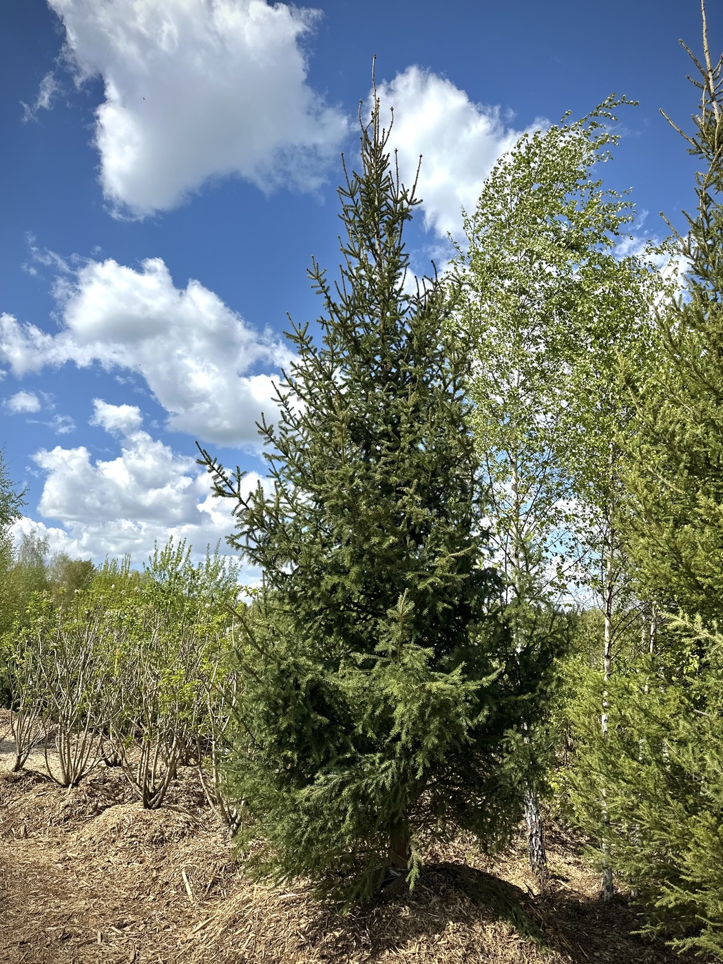 Ель обыкновенная (Picea abies)