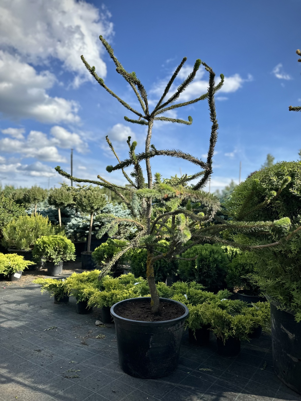 Ель обыкновенная змеевидная (Virgata)